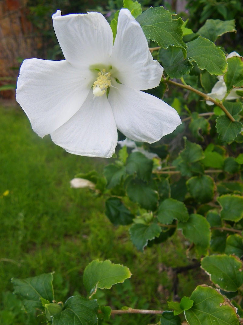 white rose of sharon