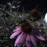 Purple coneflower with bumble bee