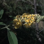 yellow butterfly bush