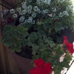 red geraniums, white allisum, rusty bucket for a flowerpot