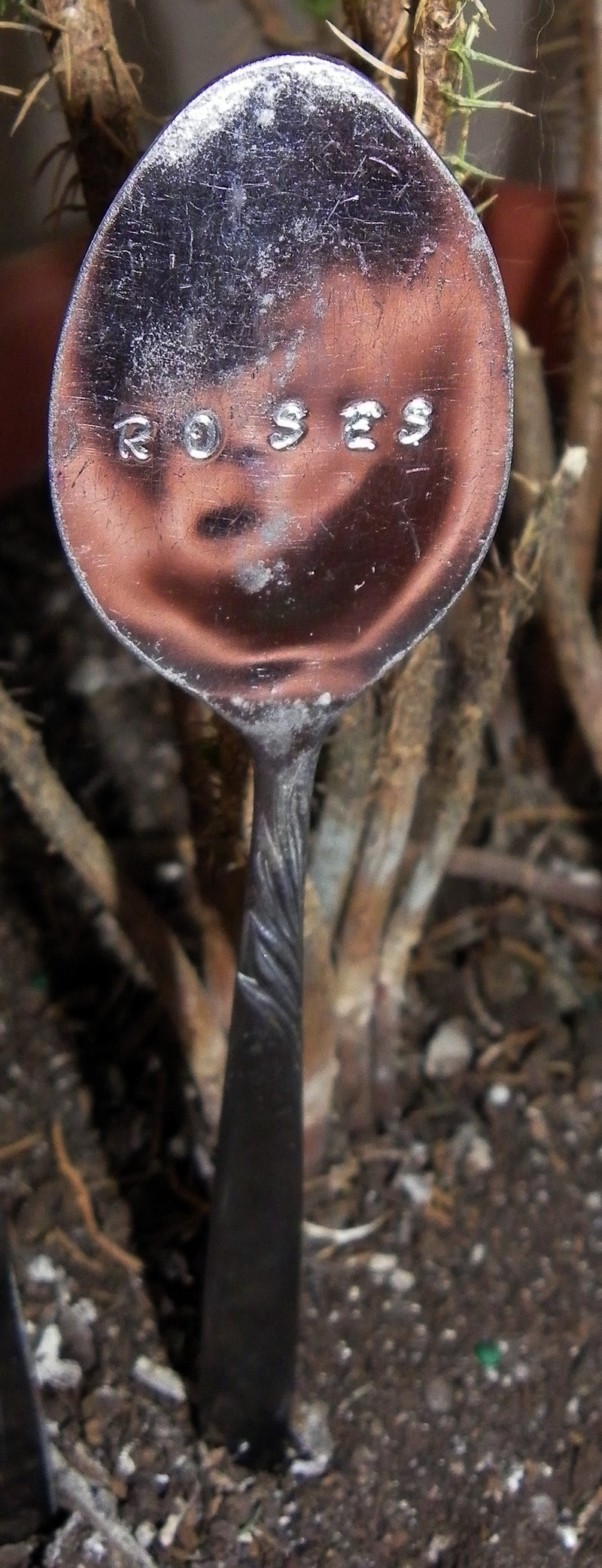 plant marker from a spoon