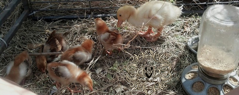 Baby Chickens....and our new Duck! 