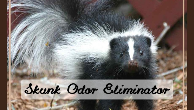 skunk odor elimination