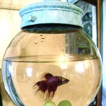 Bowl for a betta fish..Broken Swag….To Swanky Pad!