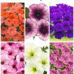 Petunias: 6 unique varieties to plant in your garden!